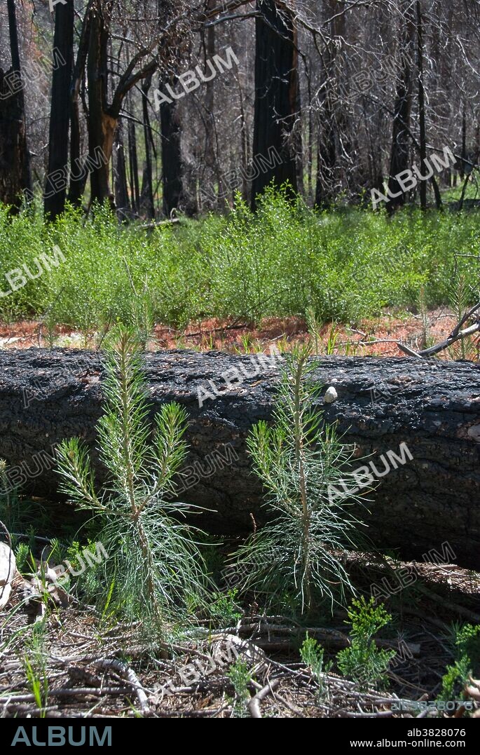 Jeffrey Pine (Pinus jeffreyi) regrowth after a forest fire. Los Padres National Forest, Santa Barbara County, California.