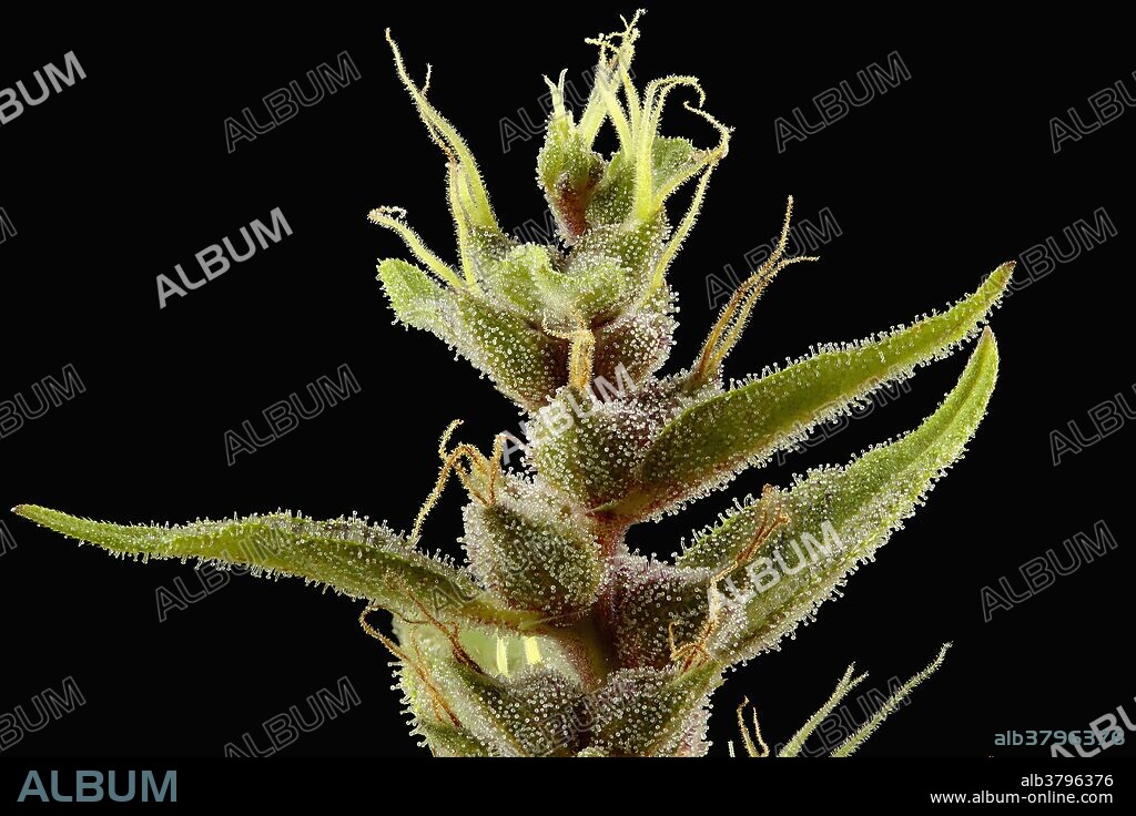 Close-up of a Cannabis sativa female in full flower: pistils (fuzzy white or amber colored hair-like structures), bracts (modified leaves) and trichomes (cellular growths like sprinkle of dew). Hemp fibre, medicinal drugs, marijuana, hashish and hash oil are obtained from the plant. It is one of the 50 fundamental herbs of Traditional Chinese Medicine and the only plant that produces cannabinoids (approximately 40 of them) which have numerous well-documented beneficial effects: stimulation of hunger in chemotherapy and AIDS patients, decrease of intraocular pressure, analgesic, antispasmodic, antibacterial and expectorant. It is also a potential treatment for Alzheimer's disease, Myasthenia Gravis, multiple sclerosis, gastrointestinal illness, depression and glaucoma. Field of view size: 21.6 x 32.4 mm (0.85 x 1.28 in).