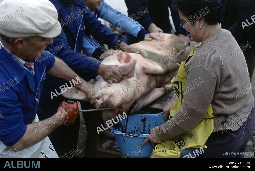 RECOGIENDO LA SANGRE DEL CERDO PARA HACER MORCILLAS.