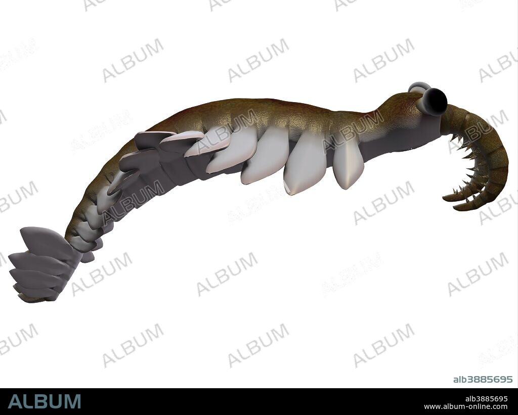 Anomalocaris is the largest known predator of Cambrian seas and hunted smaller arthropods of that time.