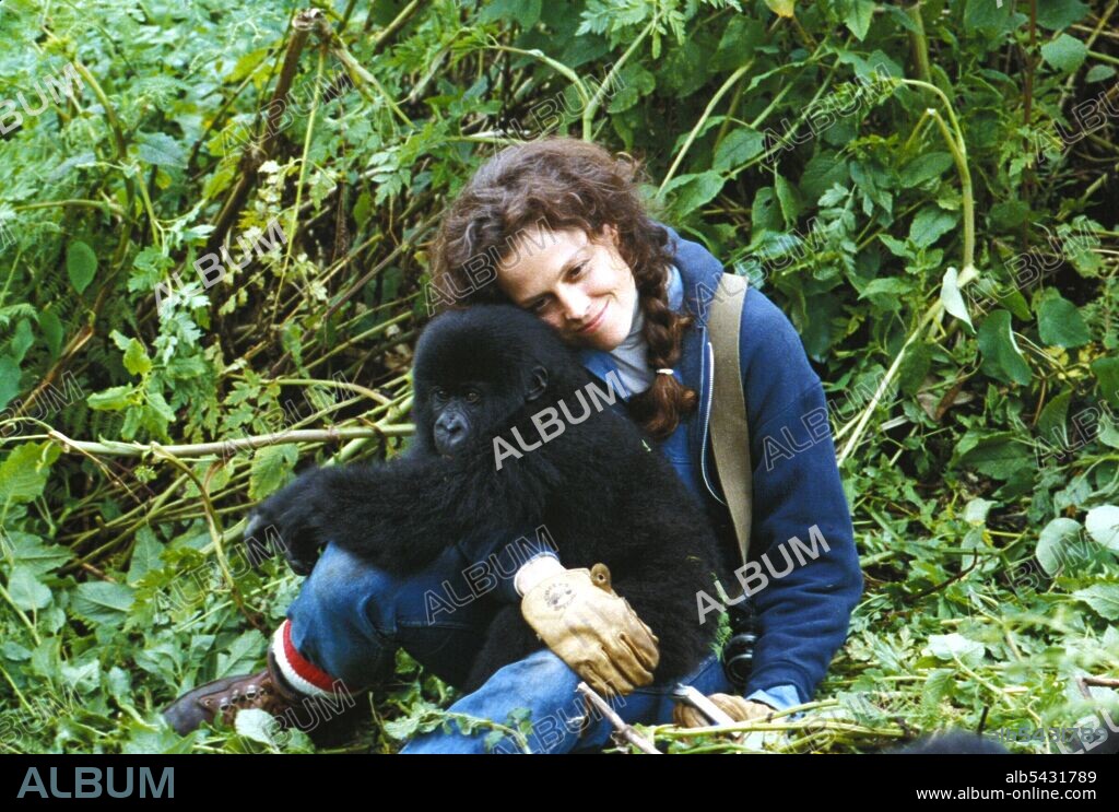 GORILLAS IN THE MIST: THE STORY OF DIAN FOSSEY, 1988, unter der Regie von MICHAEL APTED. Copyright WARNER BROTHERS.