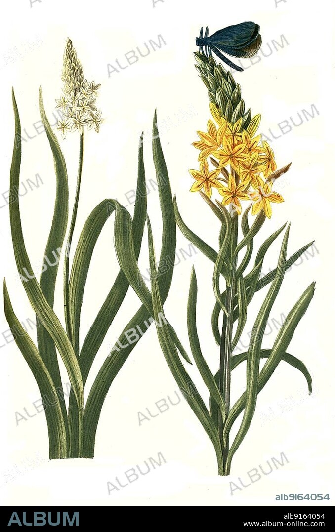 Folio iridis, Asphodelus luteus major, plants from a plant genus in the subfamily of the asphodel family (Asphodelus albus), asphodel, Historic, digitally restored reproduction of a 19th century original.