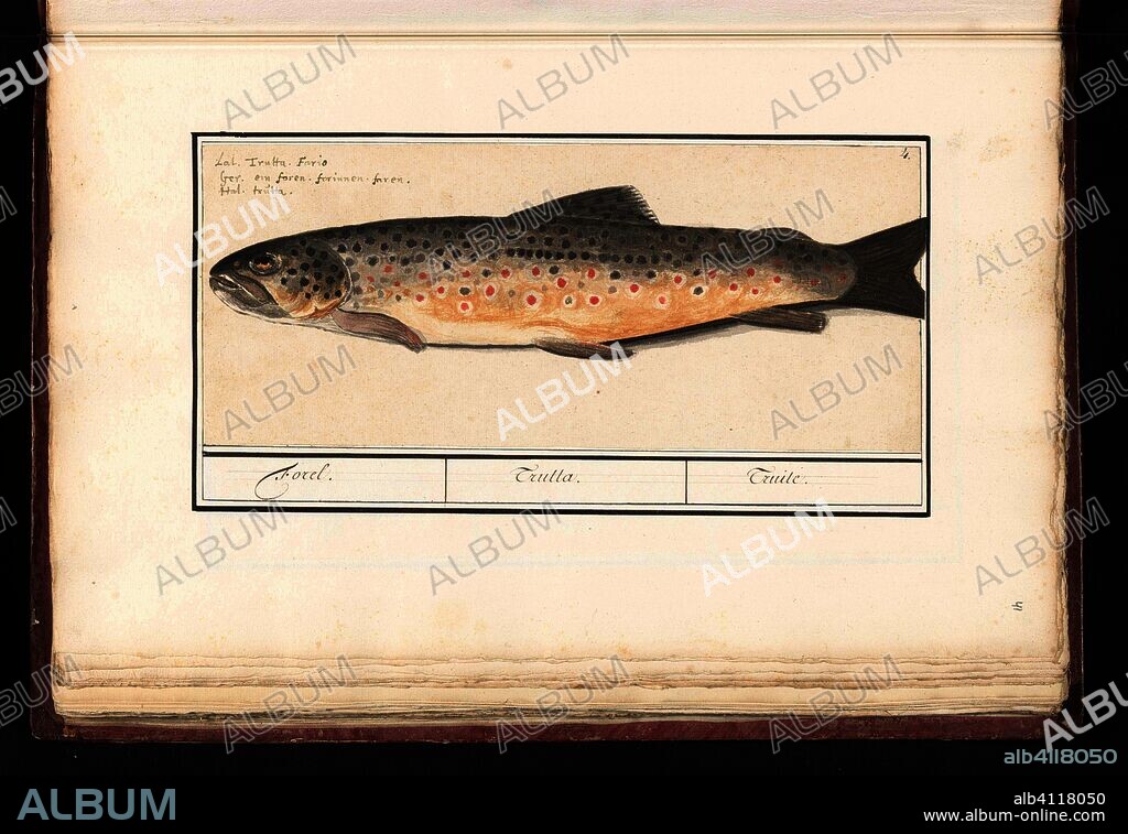 ANSELMUS BOËTIUS DE BOODT. Forel (Salmo trutta). Forel. / Trutta. / Truile. (title on object). Draughtsman: Anselmus Boëtius de Boodt. Draughtsman: Elias Verhulst. Dating: 1596 - 1610. Place: Praag. Measurements: h 129 mm × w 304 mm.