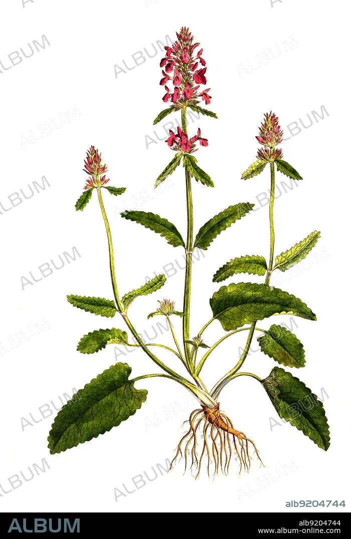 Echte Betonie, Betonica officinalis, auch Heil-Ziest, Heilbatunge, Flohblume, Pfaffenblume, Zahnkraut oder Zehrkraut / Betonica officinalis, Stachys officinalis, common hedgenettle, betony, purple betony, wood betony, bishopwort, or bishop's wort, historical, digital improved reproduction of an original from the 19th century / digital restaurierte Reproduktion einer Originalvorlage aus dem 19. Jahrhundert, genaues Originaldatum nicht bekannt.