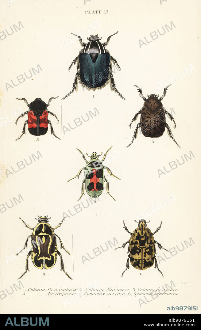 Rose chafer beetles: Cetonia fascicularis 1, Heterorhina macleayi 2, Gametoides subfasciata 3, fiddler beetle, Eupoecila australasiae 4, Gymnetis hieroglyphica 5 and Gymnetis marmorea 6. Handcoloured steel engraving by William Lizars from James Duncans Natural History of Beetles, in Sir William Jardines Naturalists Library, W.H, Lizars, Edinburgh, 1835. James Duncan was a Scottish zoologist and entomologist 1804-1861.