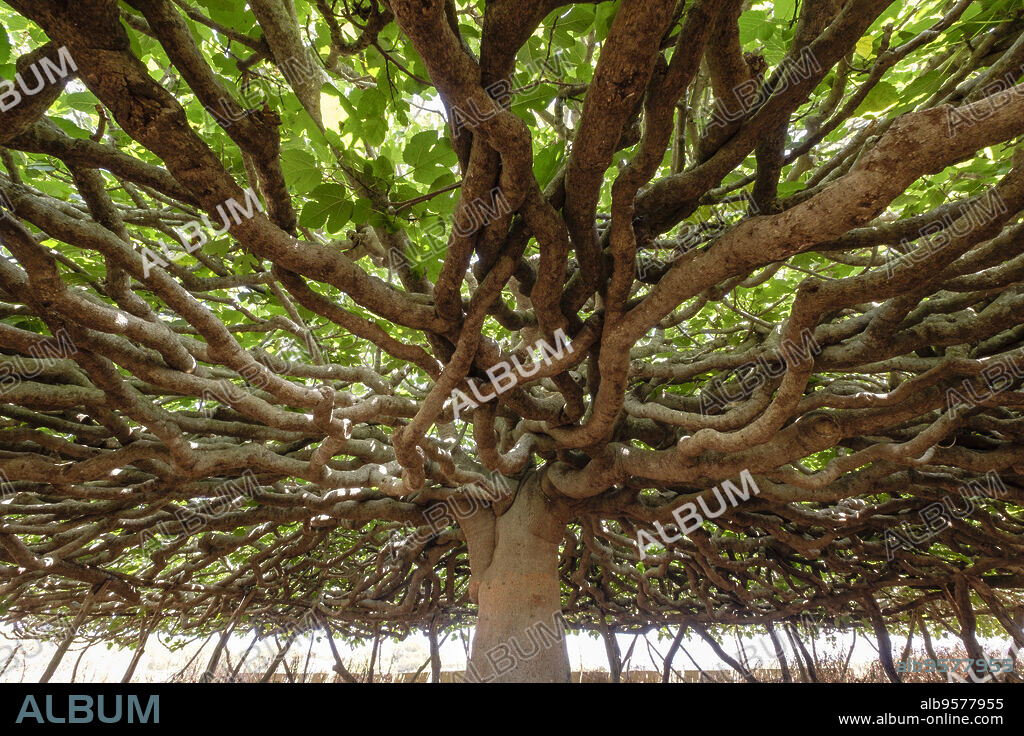 higuera, de Can Toni Mestre, catalogado como arbol singular, Formentera, balearic islands, Spain.