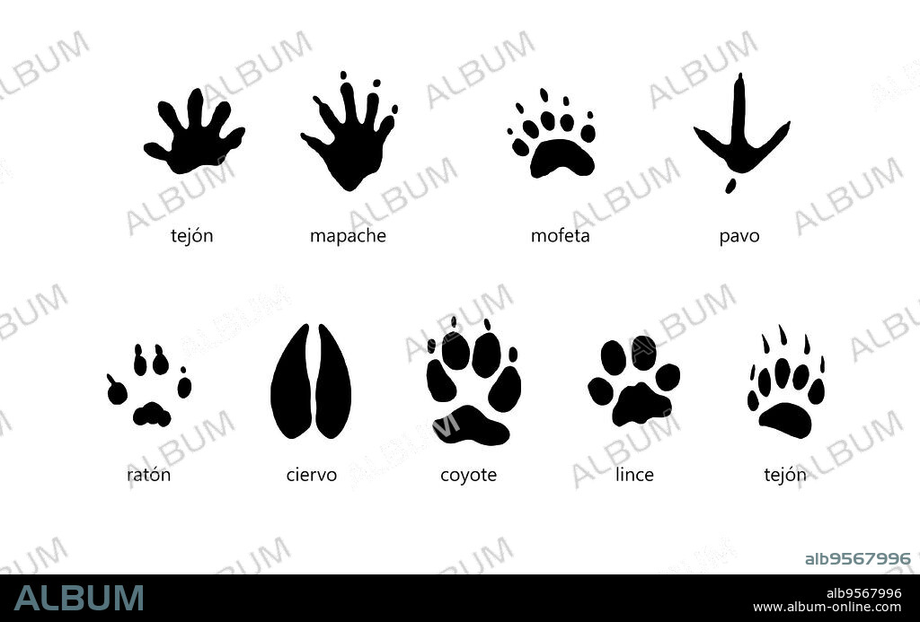 Common Animal Tracks; Badger, Raccoon, Skunk, Turkey, Mouse, Deer, Coyote, Bobcat, and Badger again.