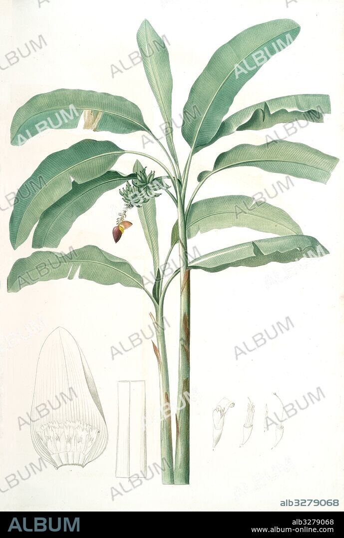 Musa paradisiaca, Bananier cultivé; Cultivated Banana (Plant), Redouté, Pierre Joseph, 1759-1840, les liliacees, 1802 - 1816.