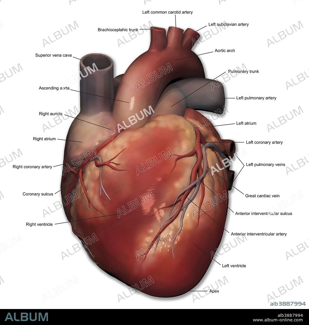 Anterior view of human heart anatomy with annotations.