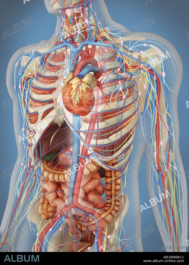 Transparent human body showing heart and main circulatory system position with internal organs, nervous system, lymphatic system and circulatory system.