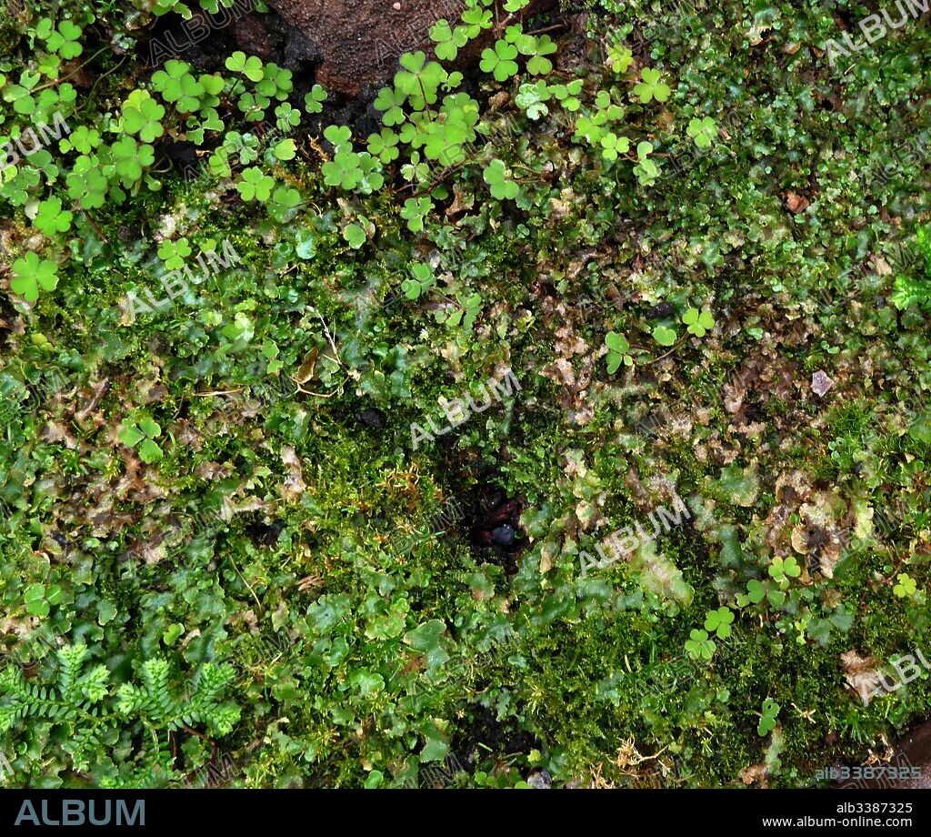 The Marchantiophyta are a division of non-vascular land plants commonly referred to as hepatics or liverworts. Like mosses and hornworts, they have a gametophyte-dominant life cycle, in which cells of the plant carry only a single set of genetic information.