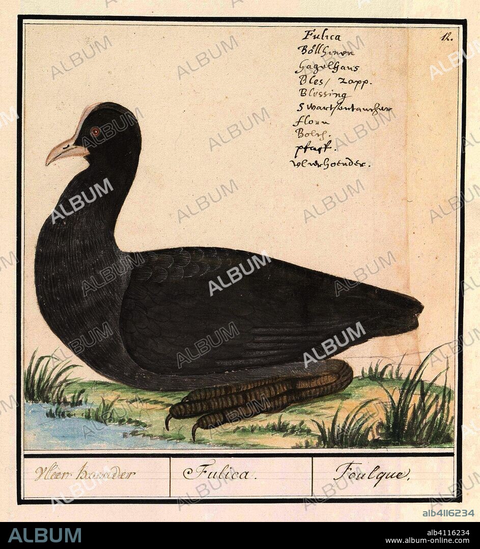 ANSELMUS BOËTIUS DE BOODT. Meerkoet (Fulica atra). Vleer hoender / Fulica. / Foulque. (title on object). Draughtsman: Anselmus Boëtius de Boodt. Draughtsman: Elias Verhulst. Dating: 1596 - 1610. Place: Praag. Measurements: h 190 mm × w 194 mm.