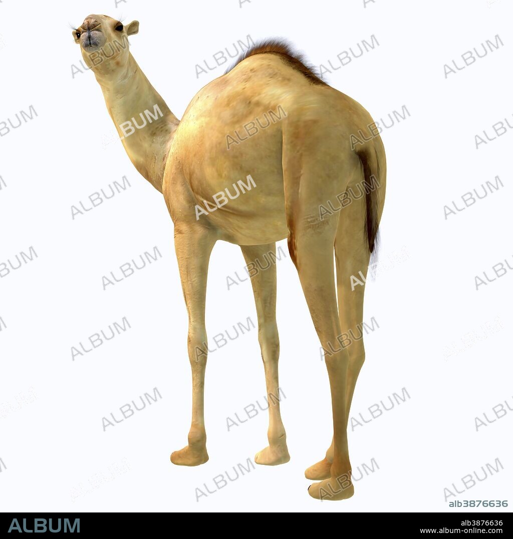 Camelops hesternus on white background. Camelops was a camel-type herbivorous animal that lived in North America during the Pleistocene Period.