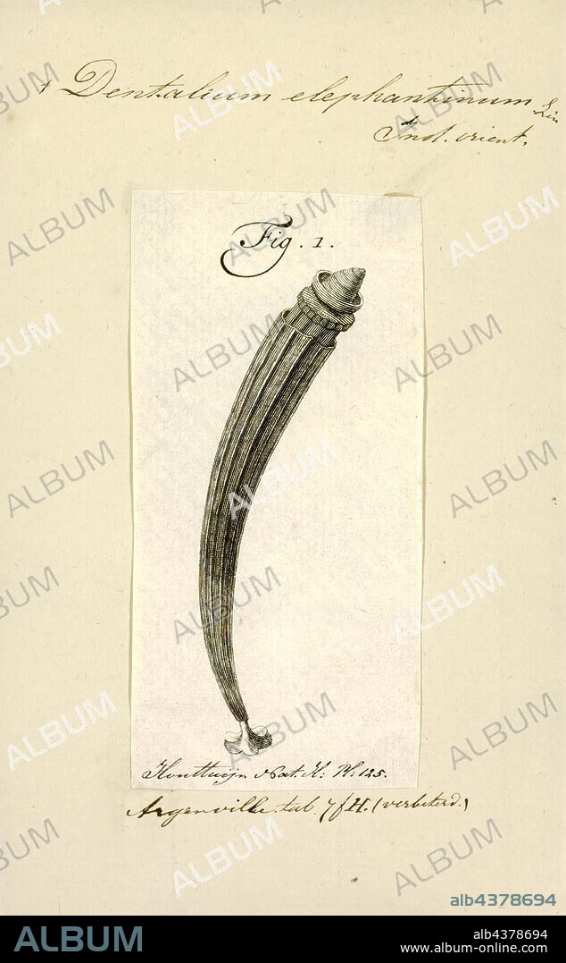 Dentalium elephantinum, Print, Dentalium elephantinum, the elephant tusk, is a species of scaphopod mollusc. Its shell is often deep green fading to white at its tip and has between eight and 17 strong ribs along its sides. Adults are about 70 mm in length with an diameter of about 11 mm at the shell aperture. It is native to Amboyna, the Philippine Islands, and the Red Sea.