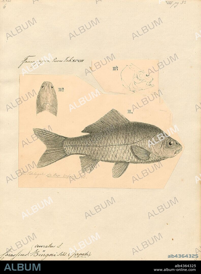 Carassius auratus, Print, The goldfish (Carassius auratus) is a freshwater fish in the family Cyprinidae of order Cypriniformes. It is one of the most commonly kept aquarium fish., 1833-1850.