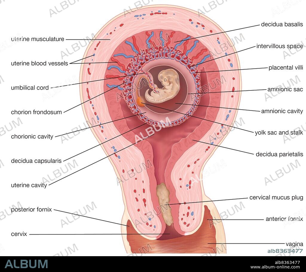 Diagram of a human uterus during the seventh week of pregnancy.