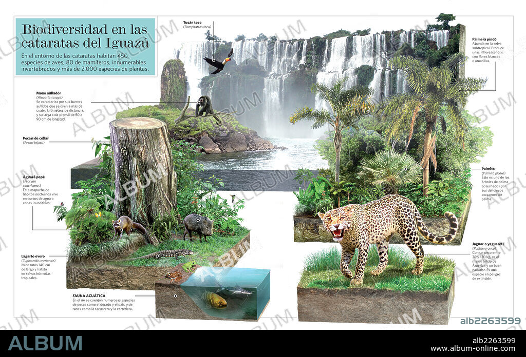 Biodiversidad en las cataratas del Iguazú. Infografía de la biodiversidad de fauna y flora en las cataratas del Iguazú.