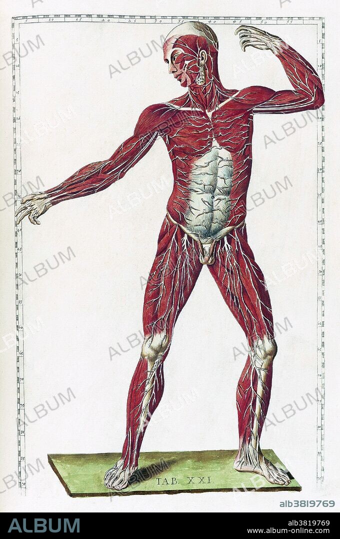 Table 21. Anatomical illustration from "Tabulae anatomicae" by Bartolomeo Eustachi, with copper plate engravings by Giulio de' Musi, published in 1783. Bartolomeo Eustachi (1500 or 1514 - August 27, 1574), also known by his Latin name of Eustachius, was one of the founders of the science of human anatomy. It is uncertain where he received his earliest training, but it is thought that he studied medicine in both Rome and Padua. He served as the physician to the Duke of Urbino and eventually became physician to Cardinal Giulio Della Rovere in Rome, where Eustachi lectured on anatomy at the Studio della Sapienza. He died in 1574 en route to Fossombrone to tend to the Cardinal. Throughout his career, Eustachi was a staunch supporter of Galenic anatomy, performing his own in-depth investigations to oppose such reformers as Vesalius. His greatest work, which he was unable to publish, is his Anatomical Engravings. These were completed in 1552, nine years after Vesalius was published. The engravings show that Eustachius had dissected with the greatest care and diligence, and taken the utmost pains to give just views of the shape, size, and relative position of the organs of the human body. The fact that his book became a bestseller more than a century after his death shows the extent of the religious restrictions on anatomists all through the Renaissance.
