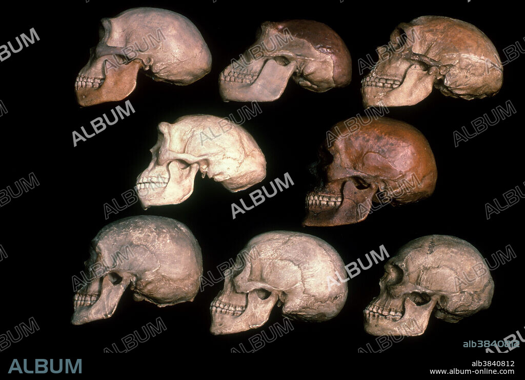 Skulls of human evolution. On the top row are (left to right): Homo heidelbergensis ( Heidelberg Man ); Homo erectus ( Java Man ); Homo neanderthalensis ( Neanderthal ). In the middle row are (l to r): Homo erectus pekinensis (Peking Man); and, Homo sapiens ( Cro-Magnon ). On the bottom row are (l to r): Caucasian, African Bushman-Bantu, and Australian Aboriginal skulls. For the individual images of each skull, see 2t9998, 2t9999, 2t9996, 2v6358, 2t9940, 2t9993, 2t9992 and 2t9939.