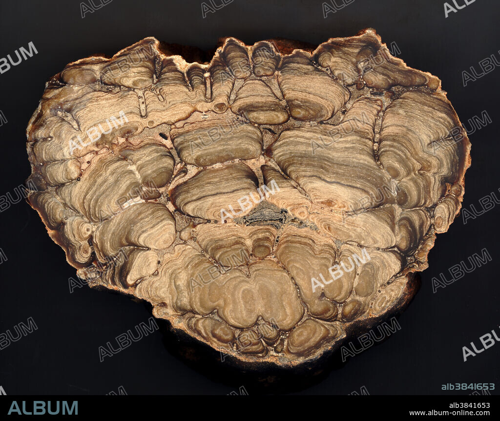 Cross-section of a fossil Stromatolite. Stromatolite (Chlorellopsis colonia Reis) from the Fort Laclede Bed, Laney Member, Bridger A-B of the Green River (Formation). Stromatolites are formed by the trapping, binding, and cementation of sedimentary grains by microorganisms, especially cyanobacteria or blue-green algae.