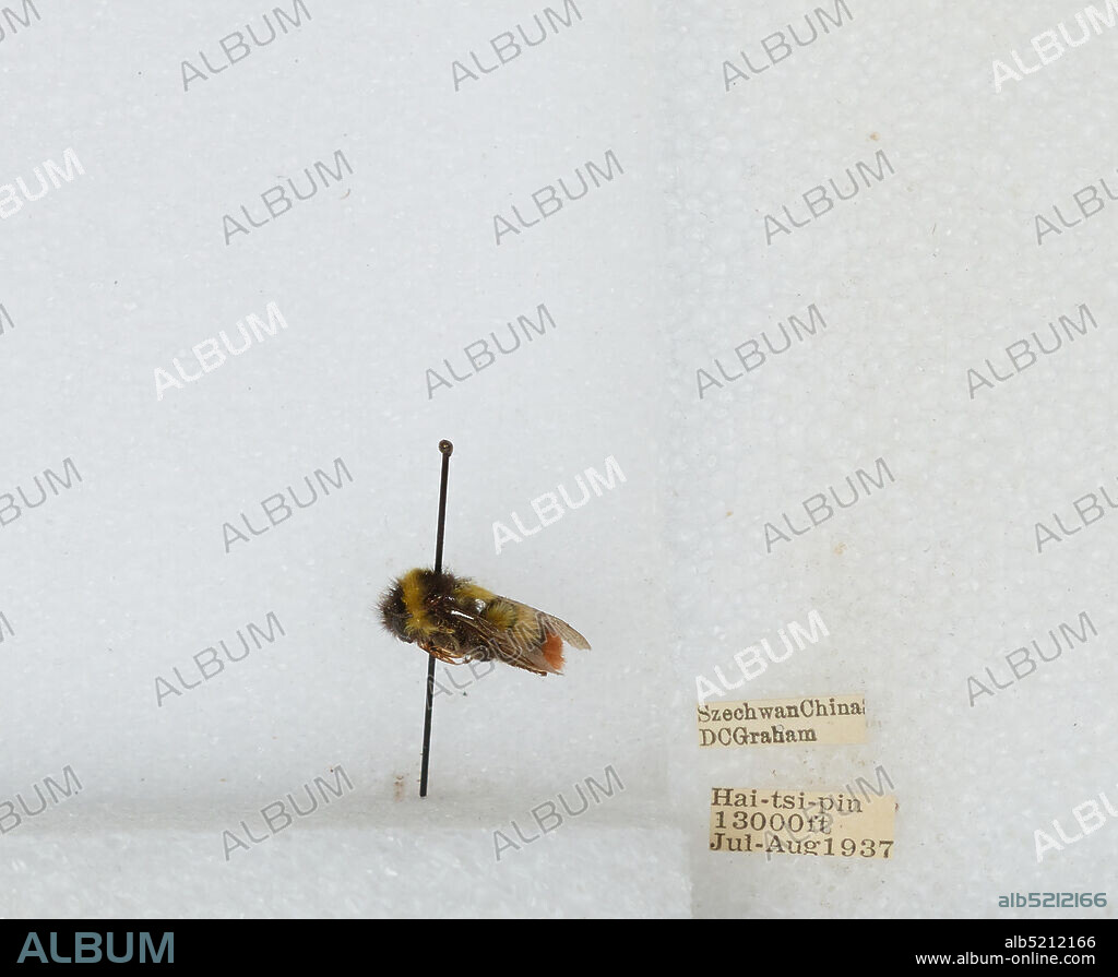 Hai-tsi-pin, Sichuan, China, Bombus sp., Animalia, Arthropoda, Insecta, Hymenoptera, Apidae, Apinae.