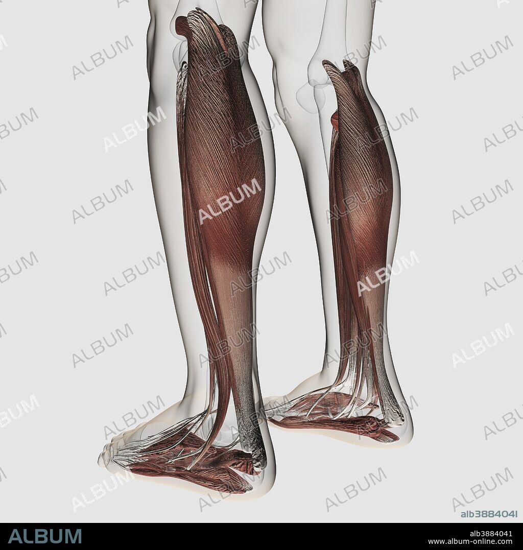Male muscle anatomy of the human legs, anterior view.