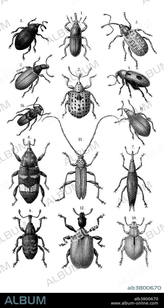Beetles and weevils, including the grain weevil (Sitophilus granarius, 1), the figwort weevil (Cionus scrophulariae, 2), the musk beetle (Aromia moschata, 13), and the European house borer (Hylotrupes bajulus, 14). Illustration from De gelede dieren, by Dr. Samuel Constantinus Snellen van Vollenhoven, the entomologist at the Natural History Museum, Leiden, Netherlands, in 1868.