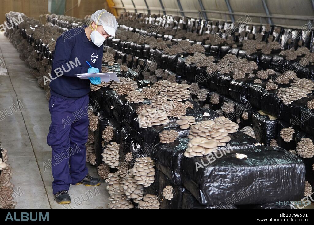 Pleurotus ostreatus, Oyster mushrooms cultivation, Agri-Food, Ayecue Fresh, Grupo Riberebro, Autol, La Rioja, Spain.