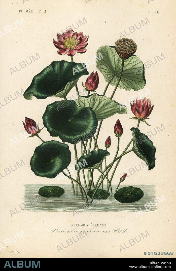 Indian lotus, Nelumbo nucifera, Nelumbium speciosum, Nelumbo elegant. Handcoloured steel engraving by Lebrun after a botanical illustration by Edouard Maubert from Pierre Oscar Reveil, A. Dupuis, Fr. Gerard and Francois Herincqs La Regne Vegetal: Flore Medicale, L. Guerin, Paris, 1864-1871.