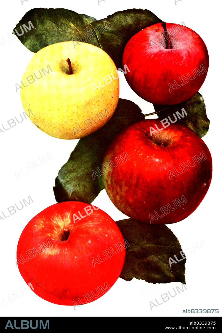 Ñpfel der Sorten: 1. Yellow Transparent, 2. Hyslop, 3. Stayman's winesap, 4. McIntosh, Historisch, historical, digital improved reproduction of an original from the 19th century / digital restaurierte Reproduktion einer Originalvorlage aus dem 19. Jahrhundert, genaues Originaldatum nicht bekannt.