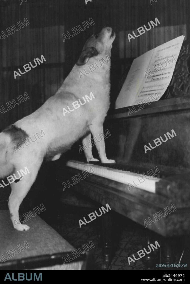 Dog Plays On Piano - "Sandy," a kelpie-fox terrier belonging to Mrs. J. A. Paterson. of Hawthorn, knocking out a lively tune on the piano at his home today. Sandy, whose mistress claims he is a more versatile dog than the talking dog in Britain, also sings in accompaniment. "His singing is harmonious, perfectly tuned and easy, to listen to," Mrs. Paterson says. August 20, 1946.