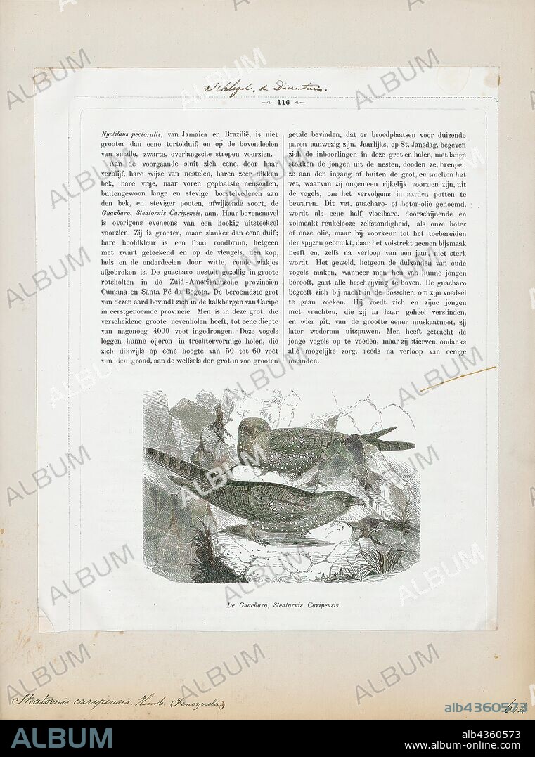Steatornis caripensis, Print, The oilbird (Steatornis caripensis), locally known as the guácharo, is a bird species found in the northern areas of South America including the island of Trinidad. It is the only species in the genus Steatornis and the family Steatornithidae. Nesting in colonies in caves, oilbirds are nocturnal feeders on the fruits of the oil palm and tropical laurels. They are the only nocturnal flying fruit-eating birds in the world (the kakapo is flightless). They forage at night, with specially adapted eyesight. However they navigate by echolocation in the same way as bats, one of the few birds to do so. They produce a high-pitched clicking sound of around 2 kHz that is audible to humans., 1872.