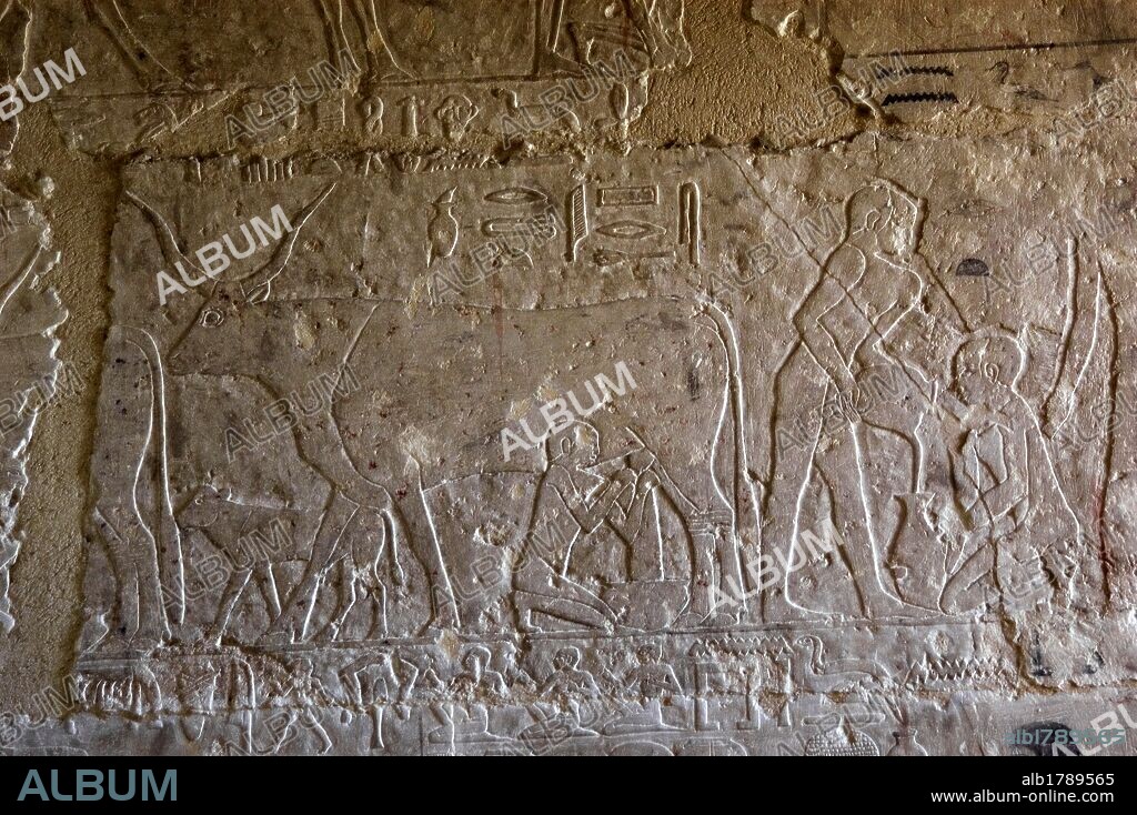 ARTE EGIPCIO. EGIPTO. NECROPOLIS DE SAKKARA. Relieve del interior de una MASTABA de la V DINASTIA del IMPERIO ANTIGUO. Representación del ORDEÑO DE UNA VACA.