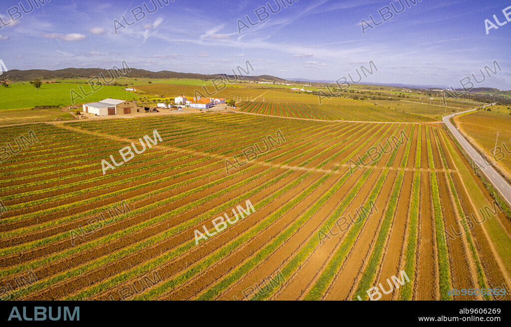 field of vines for wine, Reguengos de Monsaraz, Évora District, Alentejo, Portugal.