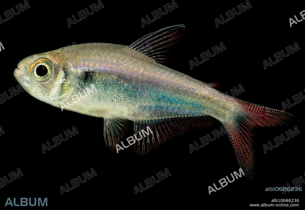 A Bleeding Blue Tetra (Hyphessobrycon margitae) seined from the R??o Nanay, Loreto, Peru in September of 2017. This species is exported from Peru as an aquarium fish.