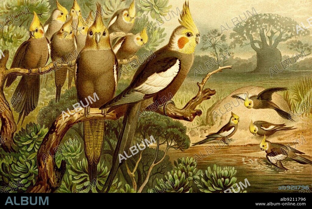 Bird, Cockatiel (Nymphicus hollandicus), the only species in the genus Cockatiel, Historical, digitally restored reproduction from an 18th century original