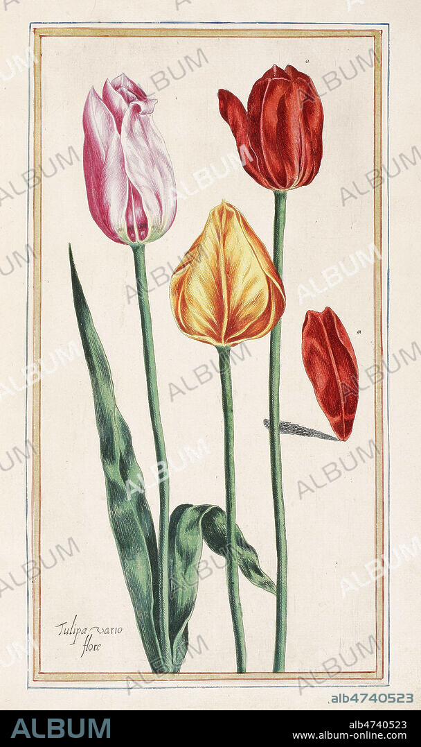 Planche tiree de l'ouvrage Le Jardin du Roi tres chrestien HENRY IV par Pierre VALLET, 1608. Pierre Vallet 1er peintre des fleurs et de la botanique a la Cour de France au 17eme siecle. Les plantes representees dans l'ouvrage, poussent dans le jardin royal de Henri IV et Marie de Medicis, plantee par le botaniste de la Cour Jean ROBIN (1550-1629). Credit : Collection privee, MIGNY/KHARBINE TAPABOR.