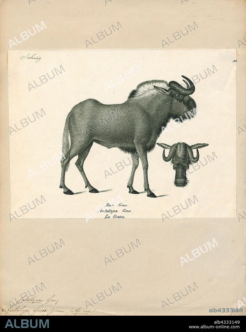 Antilope gnu, Print, The black wildebeest or white-tailed gnu (Connochaetes gnou) is one of the two closely related wildebeest species. It is a member of the genus Connochaetes and family Bovidae. It was first described in 1780 by Eberhard August Wilhelm von Zimmermann. The black wildebeest is typically 170–220 cm (67–87 in) in head-and-body length, and the typical weight is 110–180 kg (240–400 lb). Males stand about 111–121 cm (44–48 in) at the shoulder, while the height of the females is 106–116 cm (42–46 in). The black wildebeest is characterised by its white, long, horse-like tail. It also has a dark brown to black coat and long, dark-coloured hair between its forelegs and under its belly., 1809-1845.