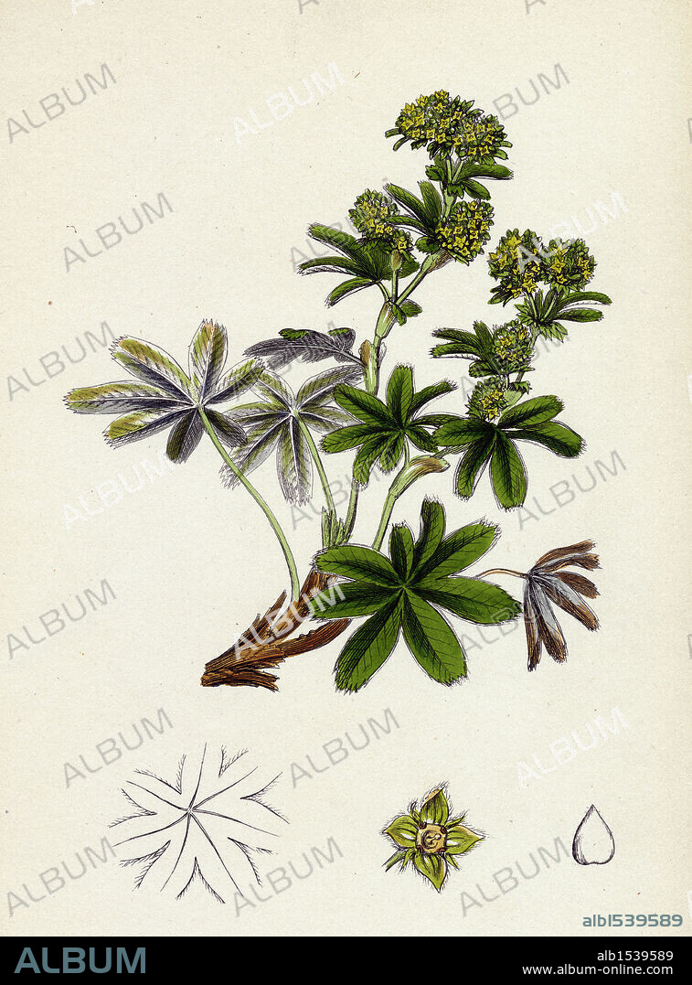 Alchemilla conjuncta; Silvery Lady's-Mantle.