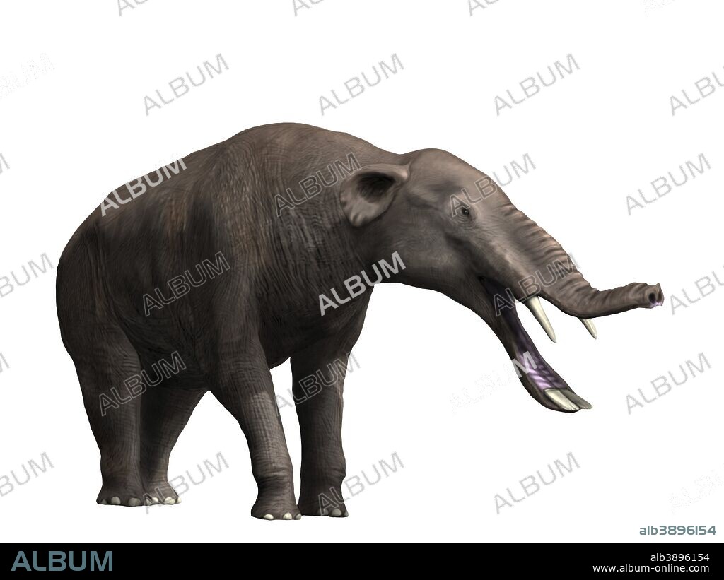 Platybelodon grangeri is a large mammal from the Late Miocene of Mongolia.