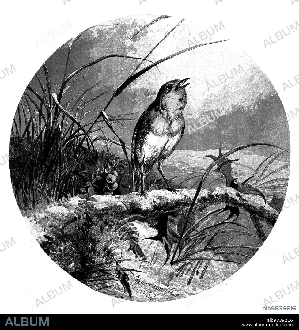 The Christmas Carol Singer - from a painting by Harrison Weir, 1858. British artist Harrison Weir was interested in all aspects of nature, and animals feature strongly in his prolific output. He worked for The Illustrated London News as a draughtsman and engraver from the first issue in 1841 and for many years thereafter. Weir organised the first cat show in England, at the Crystal Palace, London, in 1871. From "Illustrated London News", 1858.