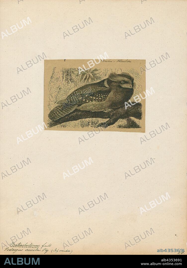 Batrachostomus auritus, Print, The large frogmouth (Batrachostomus auritus) is a species of bird in the family Podargidae. It is found in Brunei, Indonesia, Malaysia, and Thailand, in subtropical or tropical moist lowland forest. Logging of its habitat poses a risk to its survival, and the International Union for Conservation of Nature has listed it as being "near-threatened"., 1700-1880.