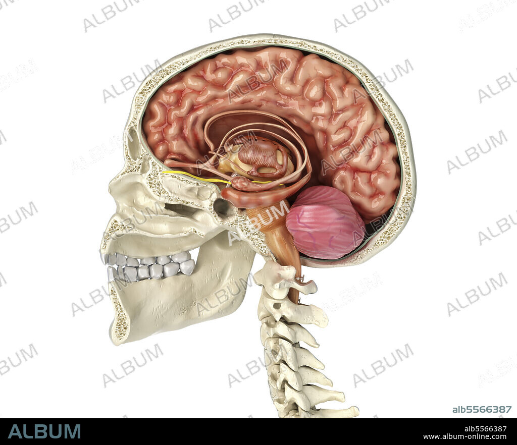 Human skull mid sagittal cross-section with brain. Side view on white background.