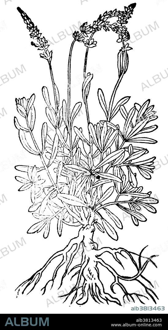Woodcut illustration of spikenard, 1587. Spikenard (Nardostachys grandiflora or Nardostachys jatamansi) is a flowering plant of the Valerian family that grows in the Himalayas of China, also found growing in the northern region of India and Nepal. Nard oil is used as a perfume, an incense, a sedative, and an herbal medicine said to fight insomnia, birth difficulties, and other minor ailments. The oil was known in ancient times and was part of the Ayurvedic herbal tradition of India. Spikenard is still used in many Tibetan healing incenses. It is used in the herbal medicine of India, Tibet and the rest of China as a nerve tonic and sedative for sleep disorders. Uses in witchcraft and magic include: meditation, ancient Egyptian and Hebrew incense, elemental magic and an Earth herb.
