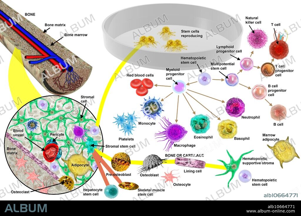Haematopoietic stem cells are found in the peripheral blood and the bone marrow and can develop into all types of blood cells, including white blood cells, red blood cells, and platelets.