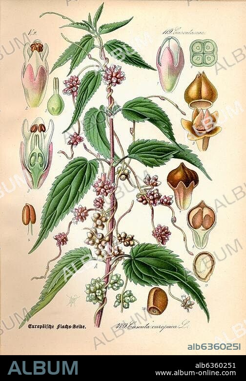 Botanik:. Seide - Cuscuta. "Europäische Flachs-Seide. Cuscuta europaea L.". Farblithographie nach Zeichnung von Walter Müller. Aus: Prof. Dr. Thomé's Flora von Deutschland, Österreich und der Schweiz, Bd. 4, Gera (Fr. Eugen Köhler), 1889, Nr. 479. Berlin, Sammlung Archiv für Kunst und Geschichte.