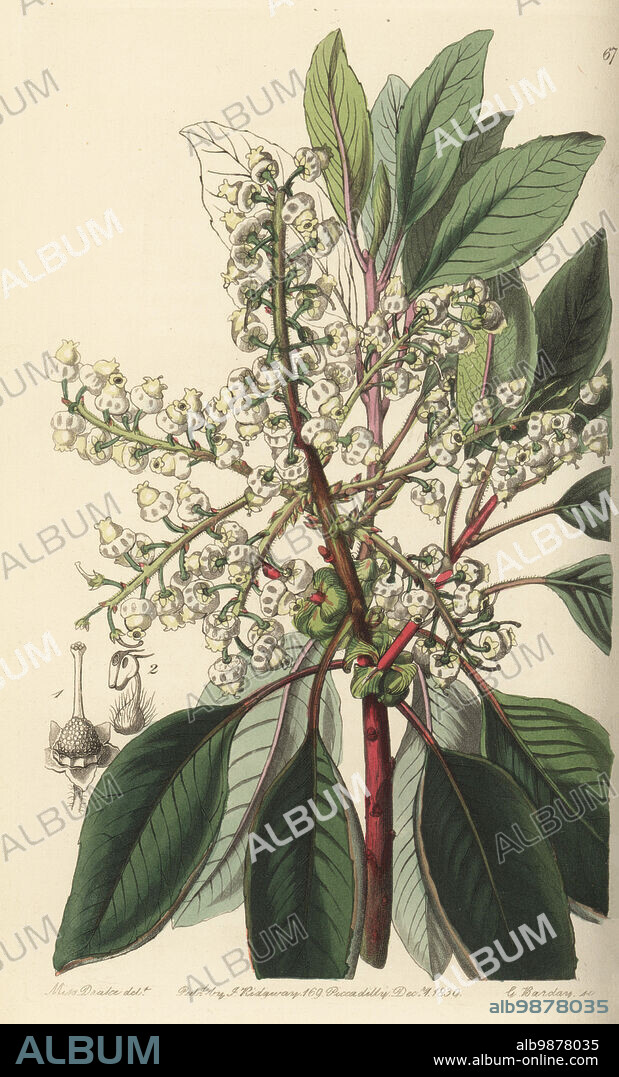 Texas madrone, amazaquitl or Texas madroño, Arbutus xalapensis. Native to North America, Mexico and Central America, imported by Lord William John Napier. Laurel-leaved strawberry tree, Arbutus laurifolia. Handcoloured copperplate engraving by George Barclay after a botanical illustration by Sarah Drake from Edwards Botanical Register, edited by John Lindley, published by James Ridgway, London, 1839.