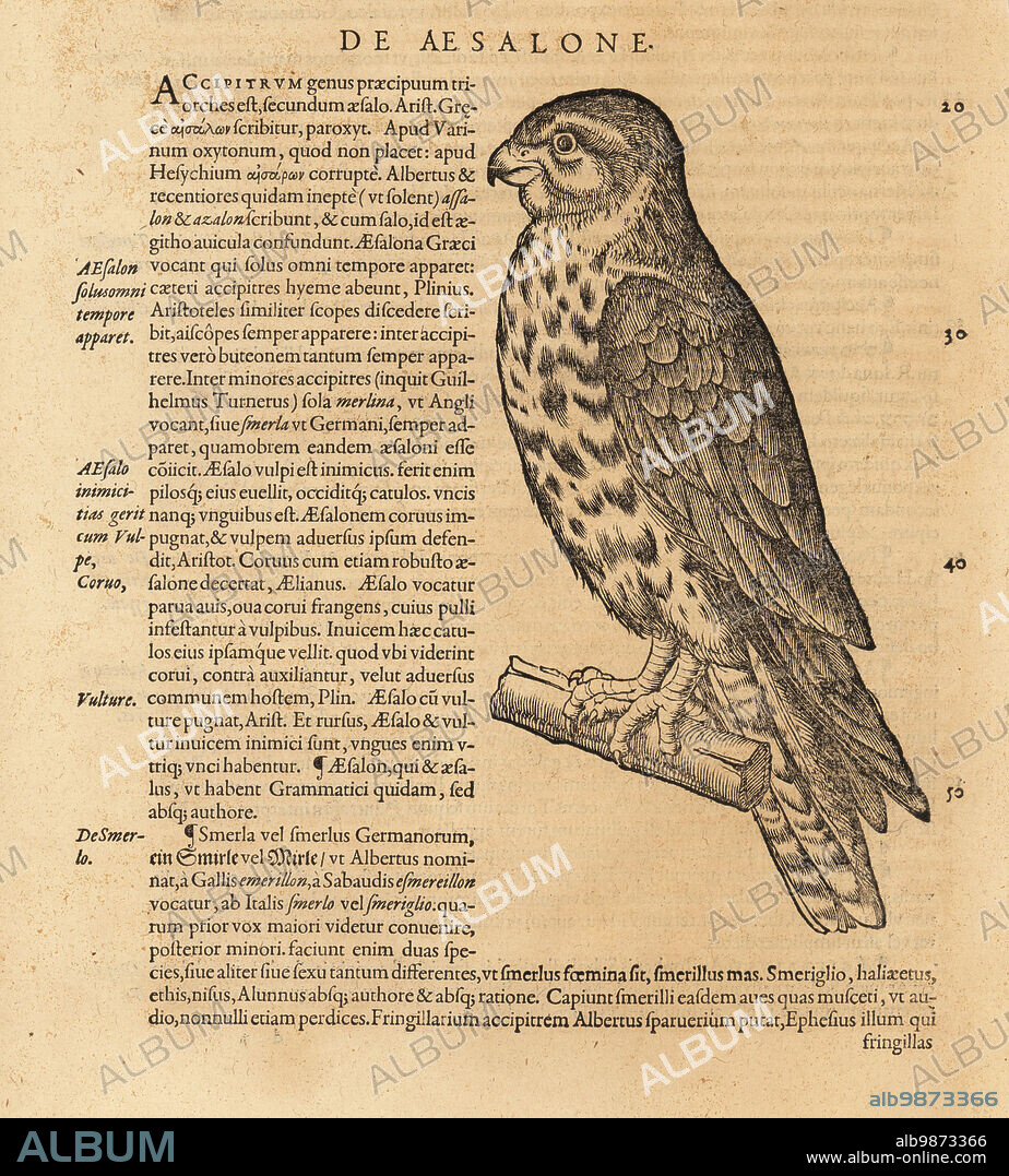 Merlin, Falco columbarius. Faucon emerillon. Woodcut engraving after an illustration by Lucas Schan and Conrad Gessner from Conrad Gessners Historiae Animalium, De avium natura, (Natural history of animals: birds), Frankfurt, Wechel for Cambier, 1585.