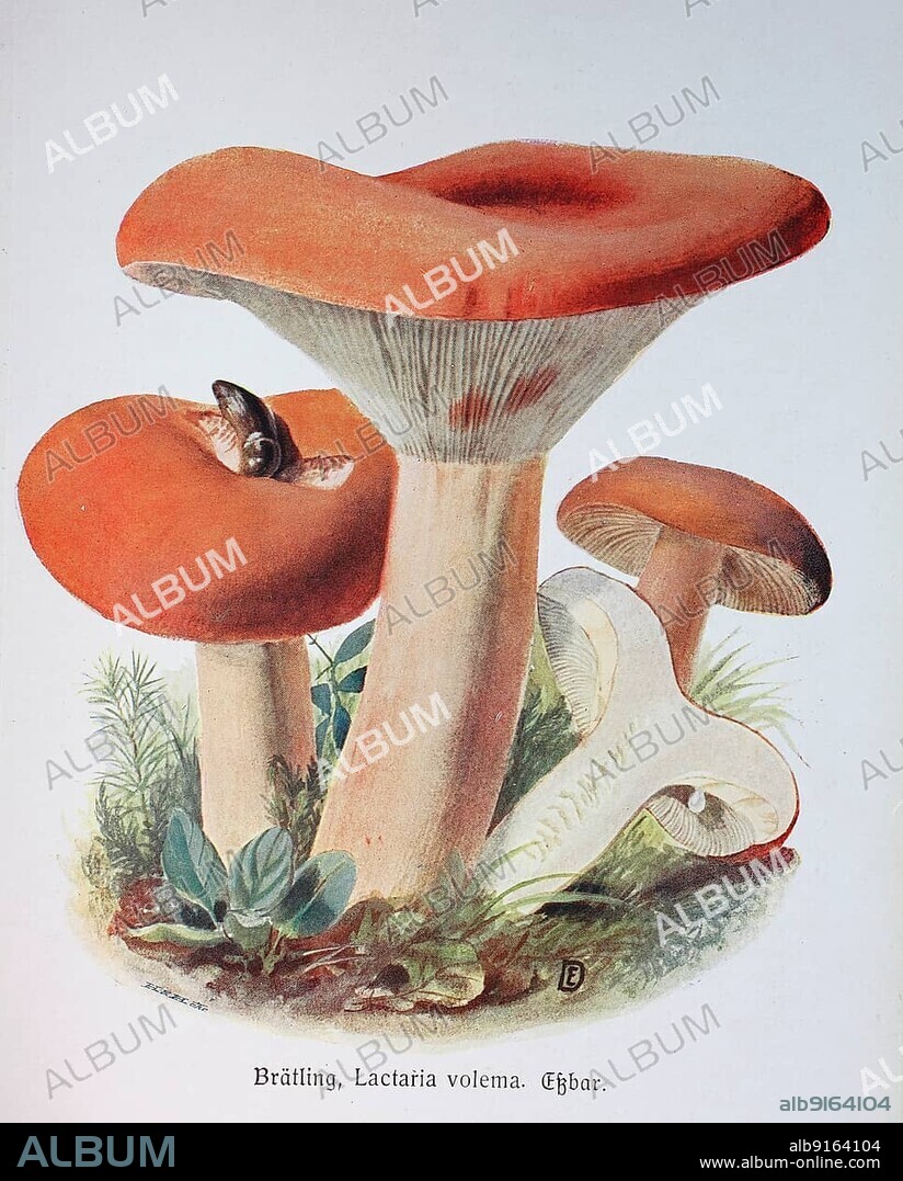 Mushroom, Brätling, Milchbrätling, Brot- or also Birnen-Milchling (Lactarius) volemus or Lactaria volema, Historic, digitally restored reproduction of an illustration by Emil Doerstling (1859-1940).