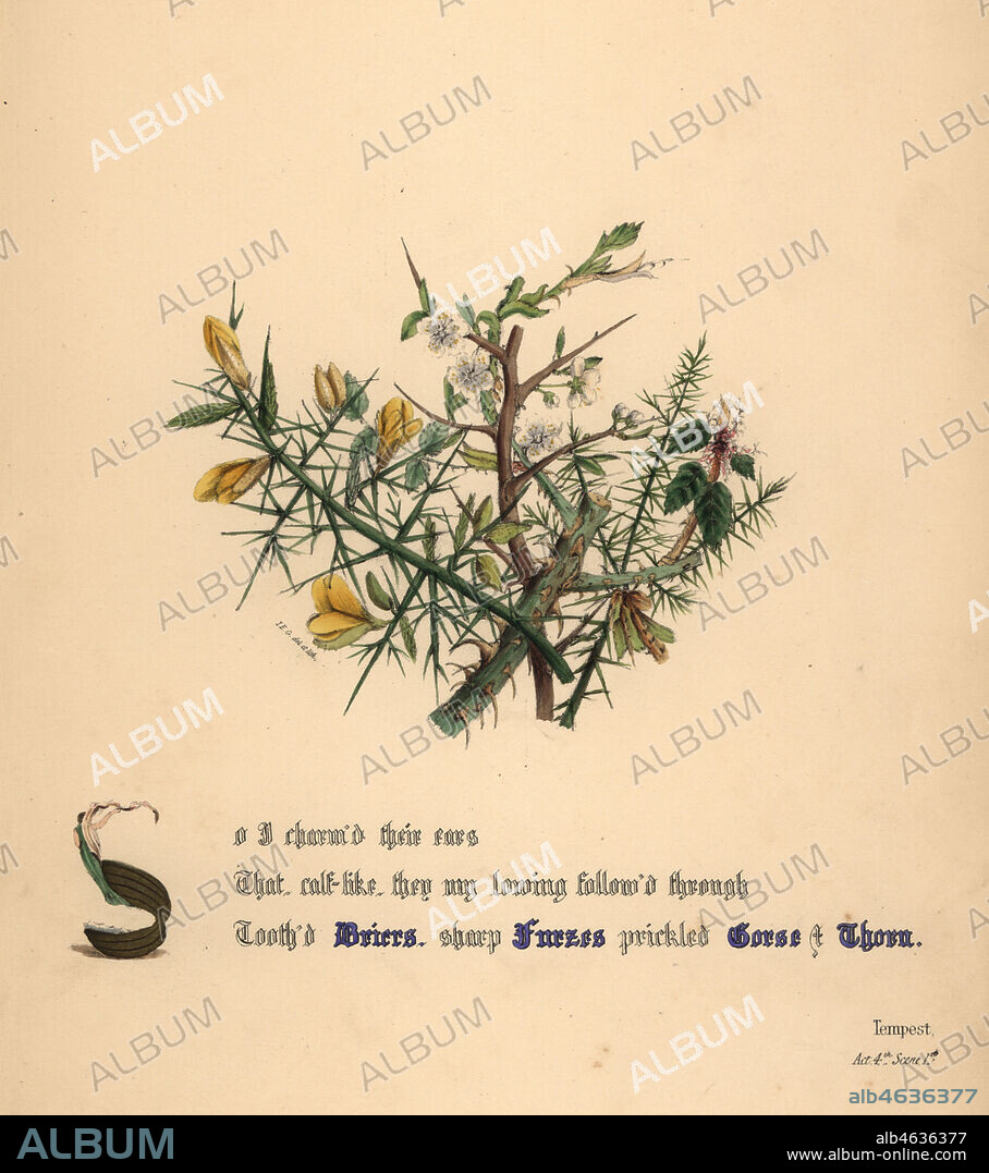 Briers, Furzes, Gorse and Thorn (The Tempest). Handcoioured botanical illustration drawn and lithographed by Jane Elizabeth Giraud from The Flowers of Shakespeare, Day and Haghe, London, 1845.